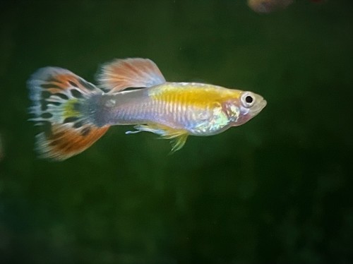 Guppy male pink tail M